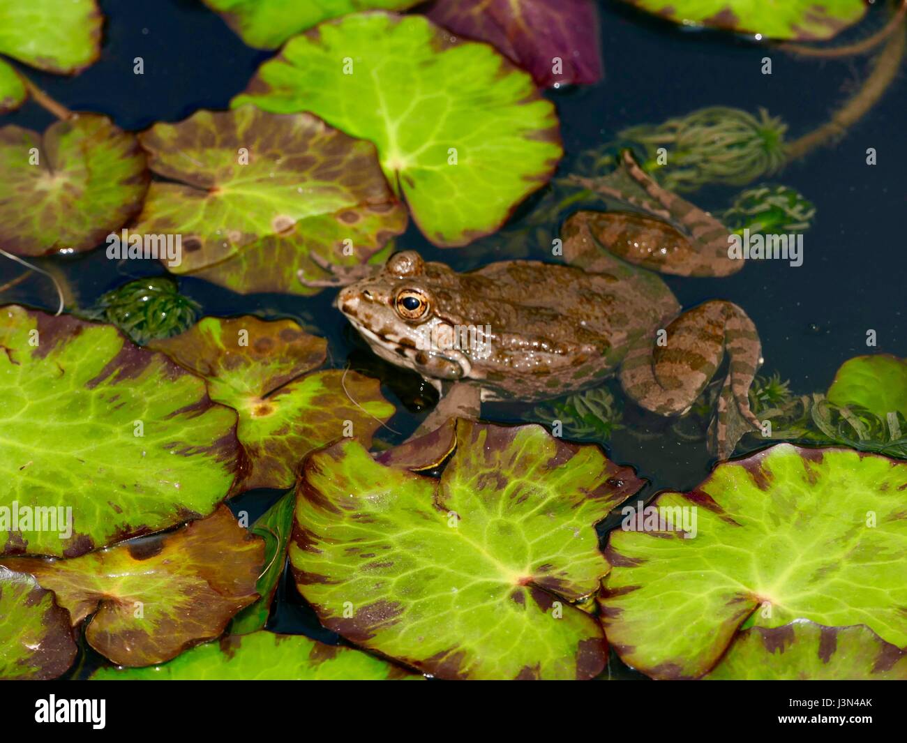 Frosch im teich Fotos und Bildmaterial in hoher Auflösung Alamy