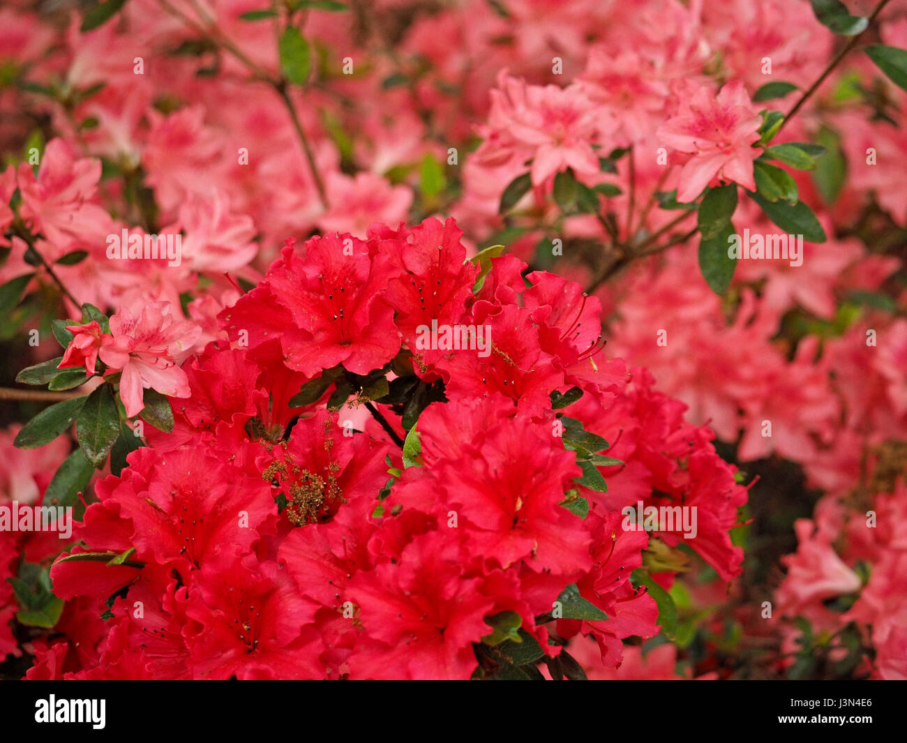 Schillernde Mischung aus hellen Farben der blühenden Azaleen in Isabella Plantation, Richmond Park, London UK Stockfoto