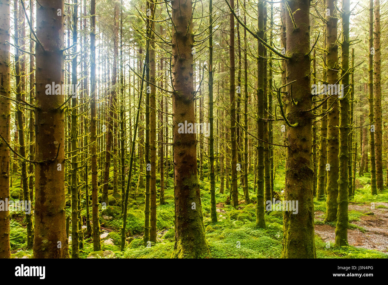 Sonnendurchflutetes nassen Fichte Waldgrün, Hintergrund Stockfoto