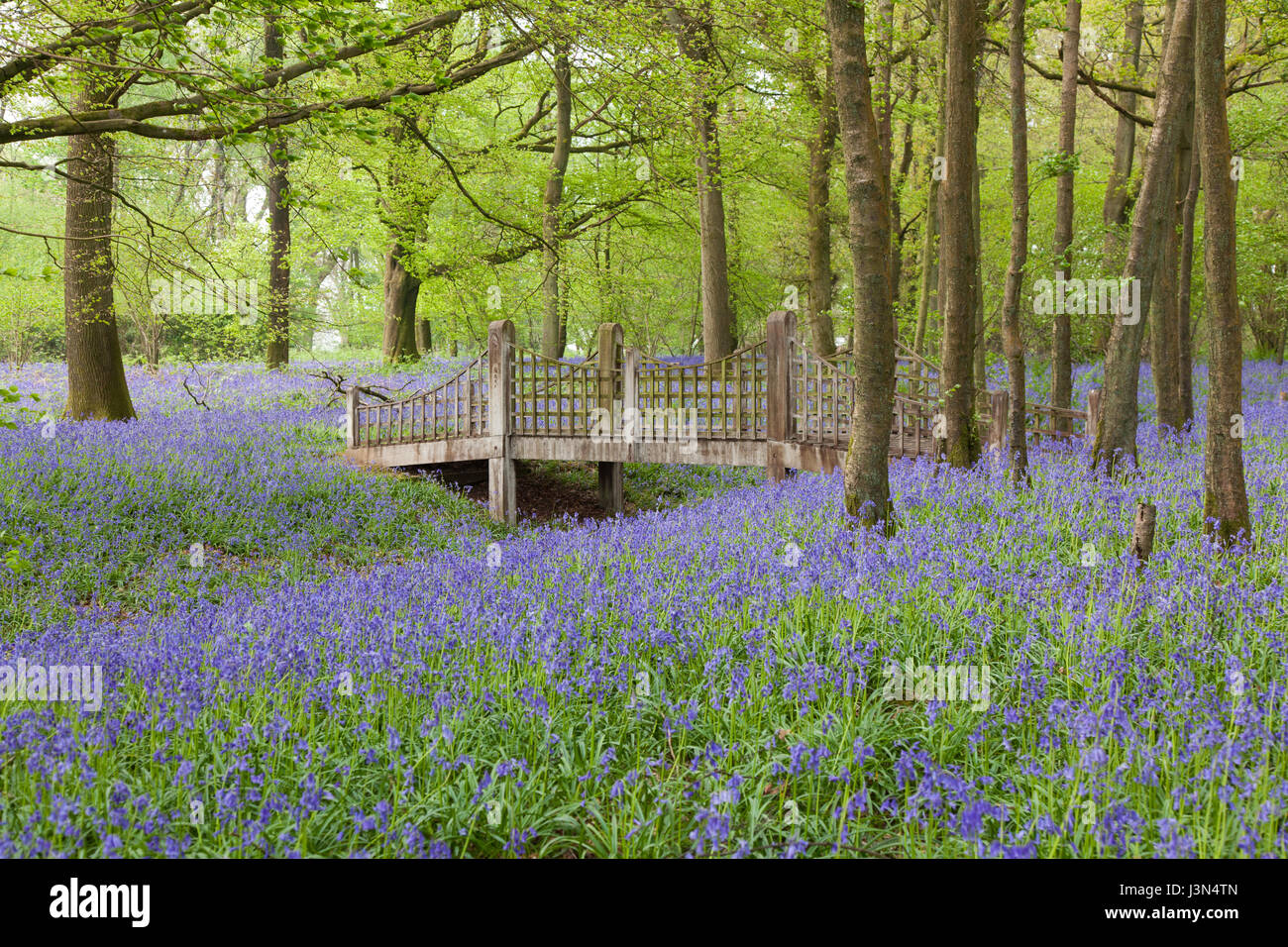 Bluebell Blumen in Wald, Medstead, Hampshire, England, Vereinigtes Königreich. Stockfoto