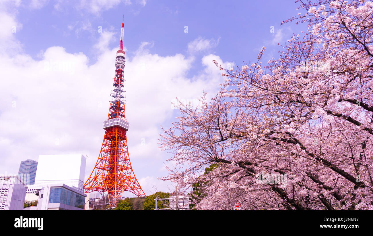 Tokyo Tower mit Sakura Vordergrund im Frühling in Tokio Stockfoto