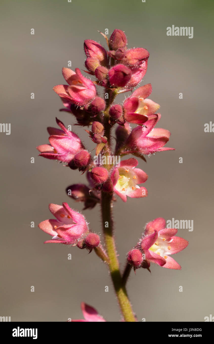 Nahaufnahme von dem kleinen aber Zier rad Frühlingsblumen der Staude, Heuchera "Apfel knackig" Stockfoto