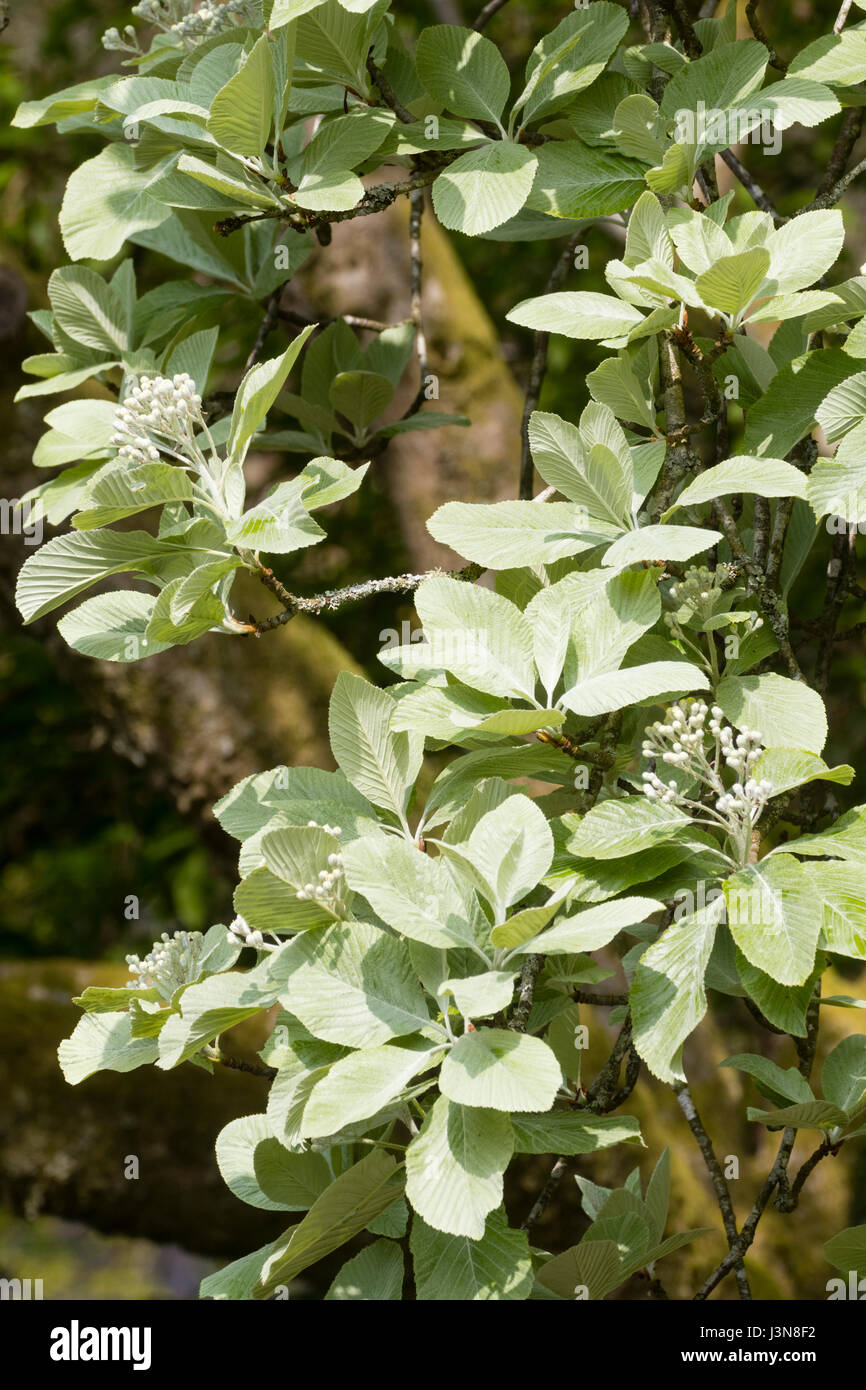 Silberner Frühling Laub und weißen Blütentrauben des Baumes winterharte Laub-Mehlbeere Sorbus Aria 'Lutescens' Stockfoto