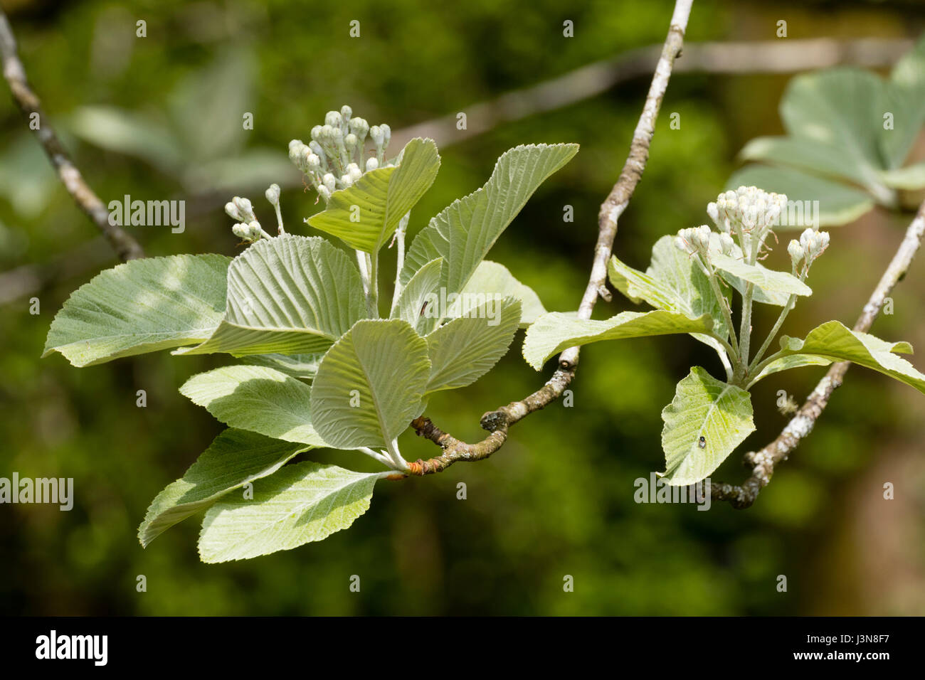 Silberner Frühling Laub und weißen Blütentrauben des Baumes winterharte Laub-Mehlbeere Sorbus Aria 'Lutescens' Stockfoto