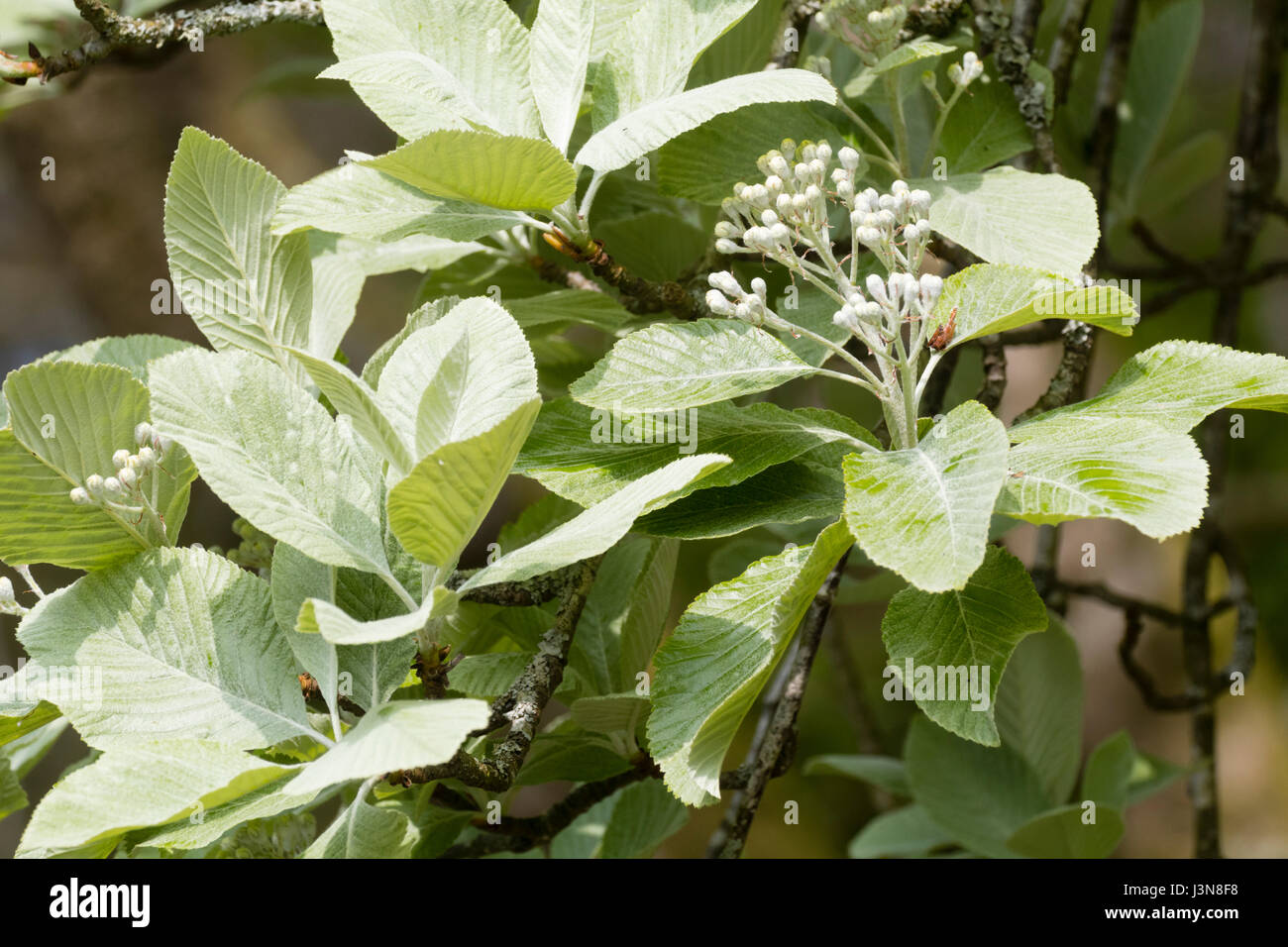 Silberner Frühling Laub und weißen Blütentrauben des Baumes winterharte Laub-Mehlbeere Sorbus Aria 'Lutescens' Stockfoto