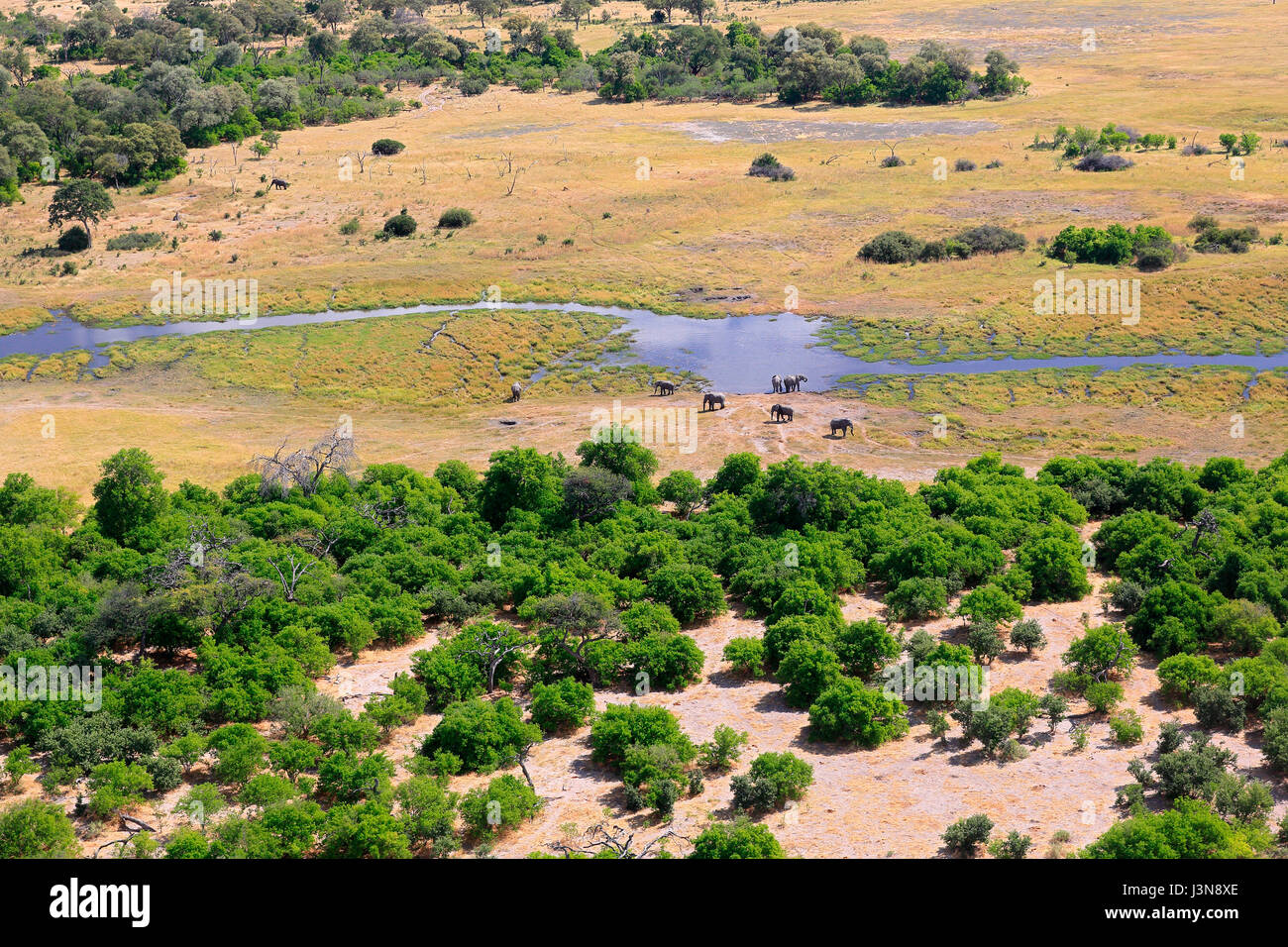 Flussaue, Okavangodelta, Botswana Stockfoto