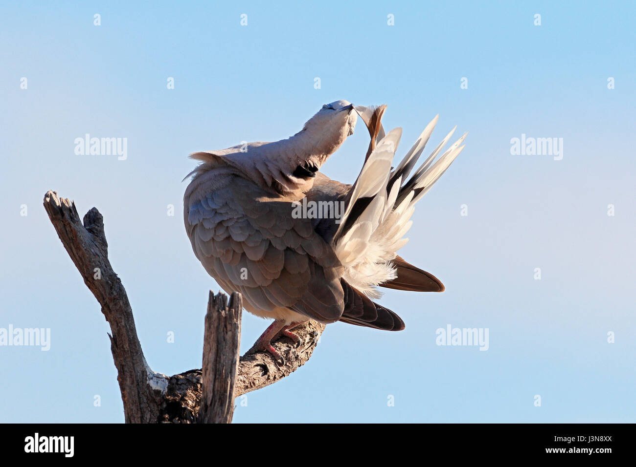 Kapturteltaube, Streptopelia Capicola, Savuti, Chobe Nationalpark, Botswana Stockfoto