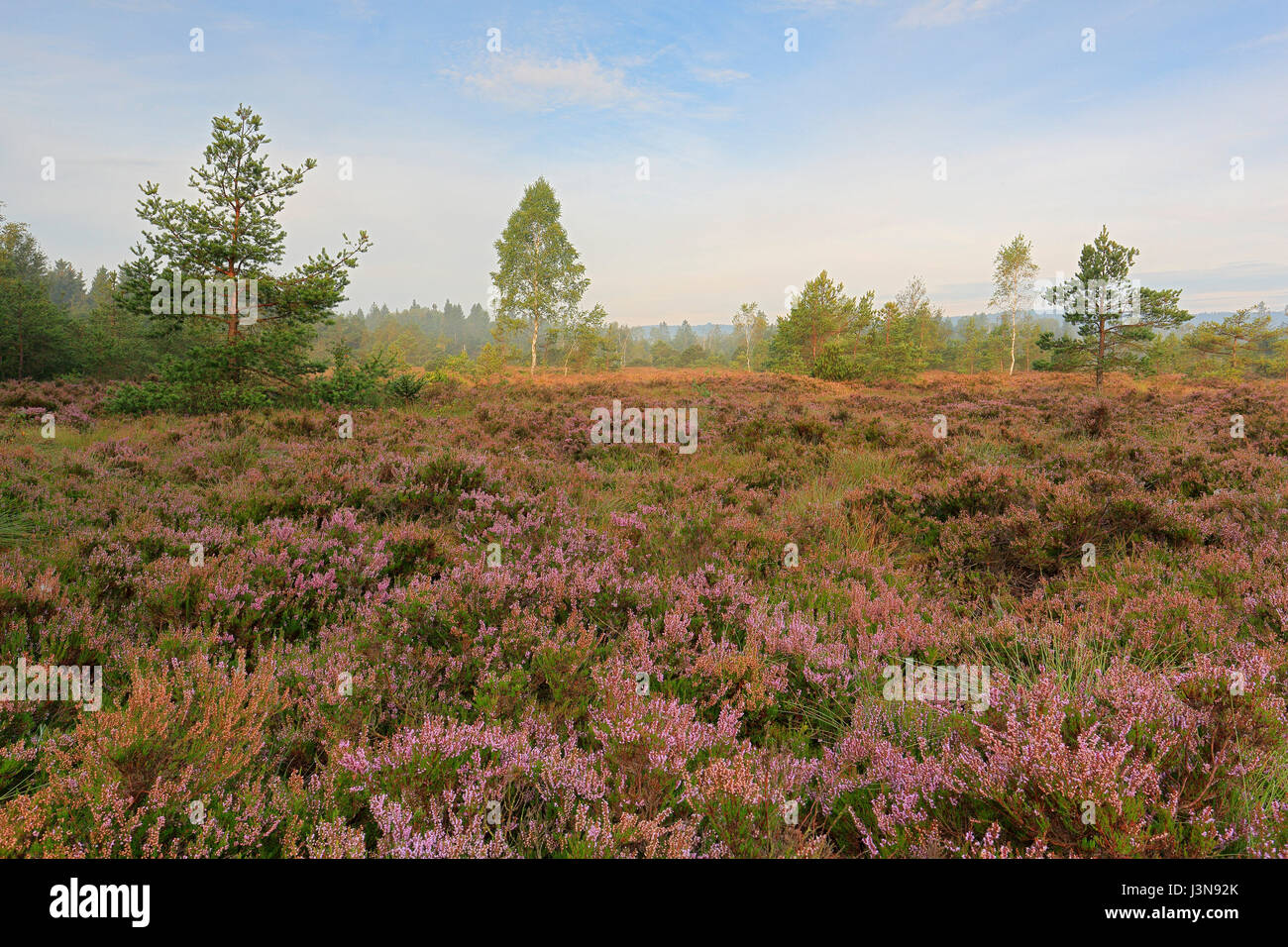 Heidelandschaft, Hochmoor, Wurzacher Ried, Bad Wurzach, Baden-Württemberg, Deutschland Stockfoto