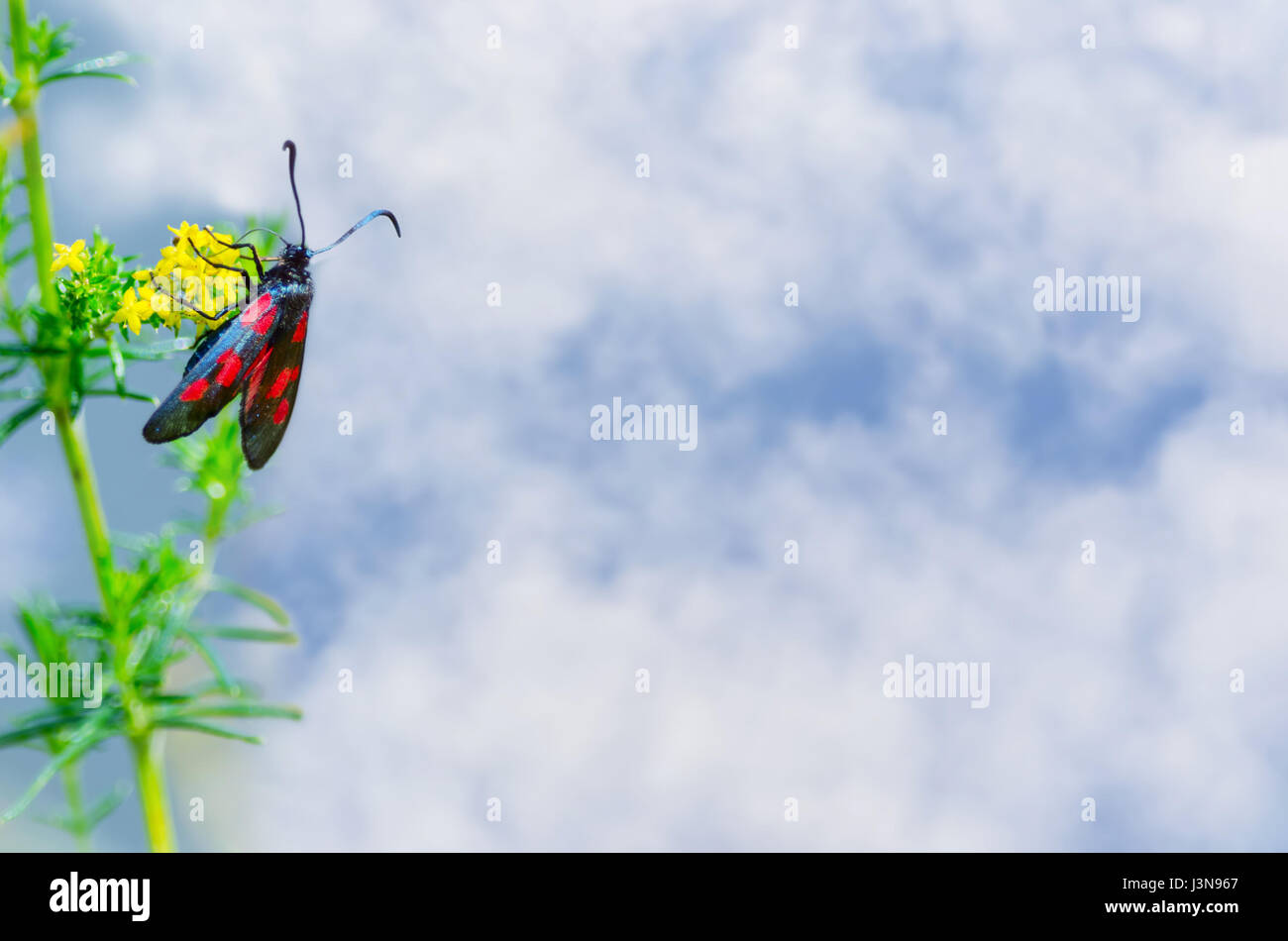 Natürlichen Hintergrund mit dem Himmel und das Insekt auf einer Blume. Stockfoto