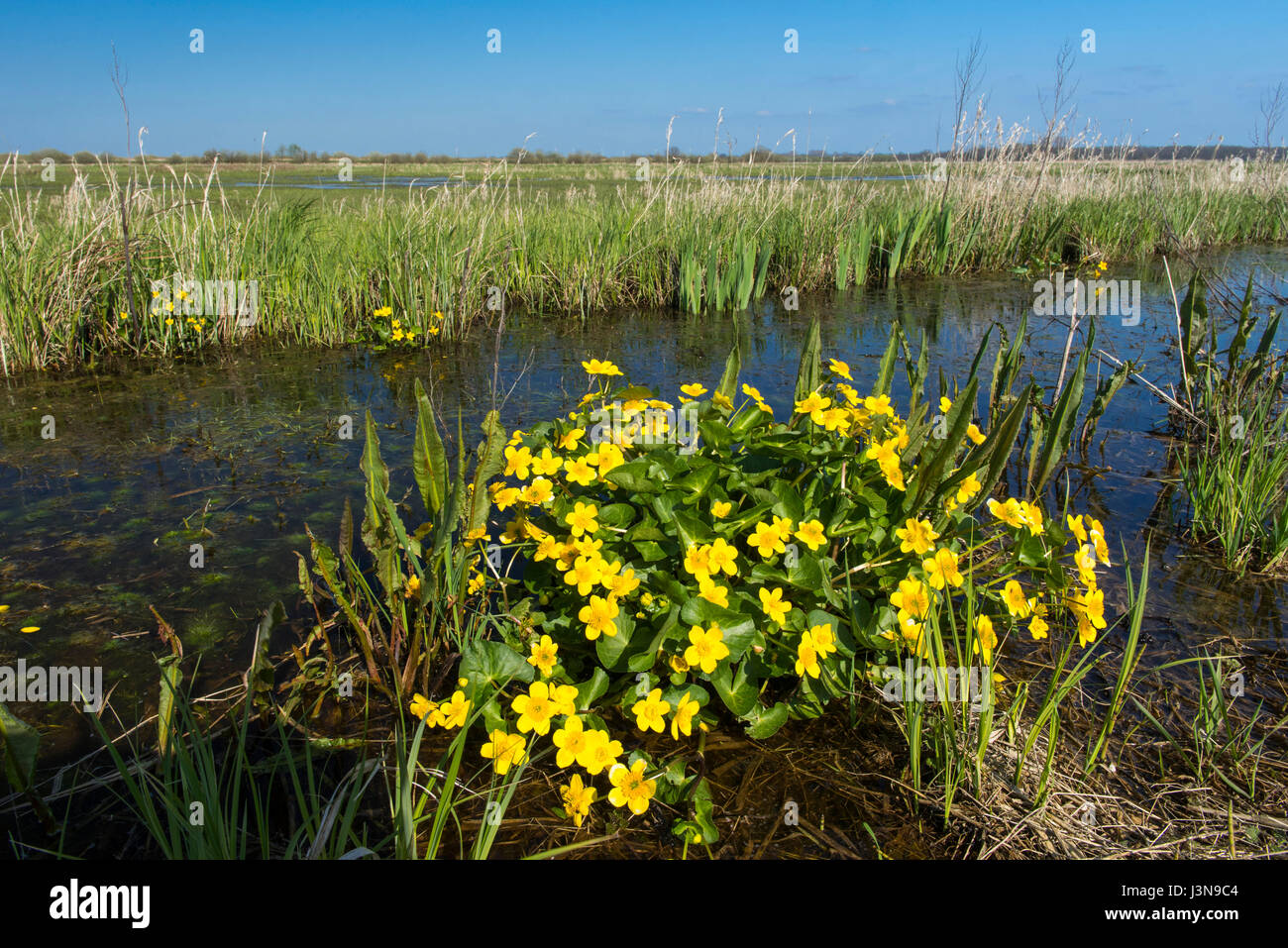 Sumpfdotterblume, Duemmer See, Ochsenmoor, Niedersachsen, Deutschland, Caltha Palustris, Stockfoto