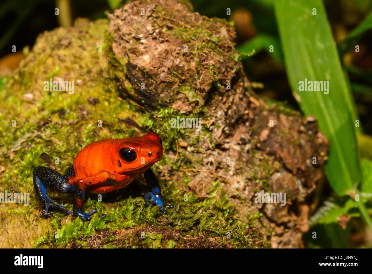 Eine Nahaufnahme von einer Strawberry Poison Dart Frog in Costa Rica Stockfoto