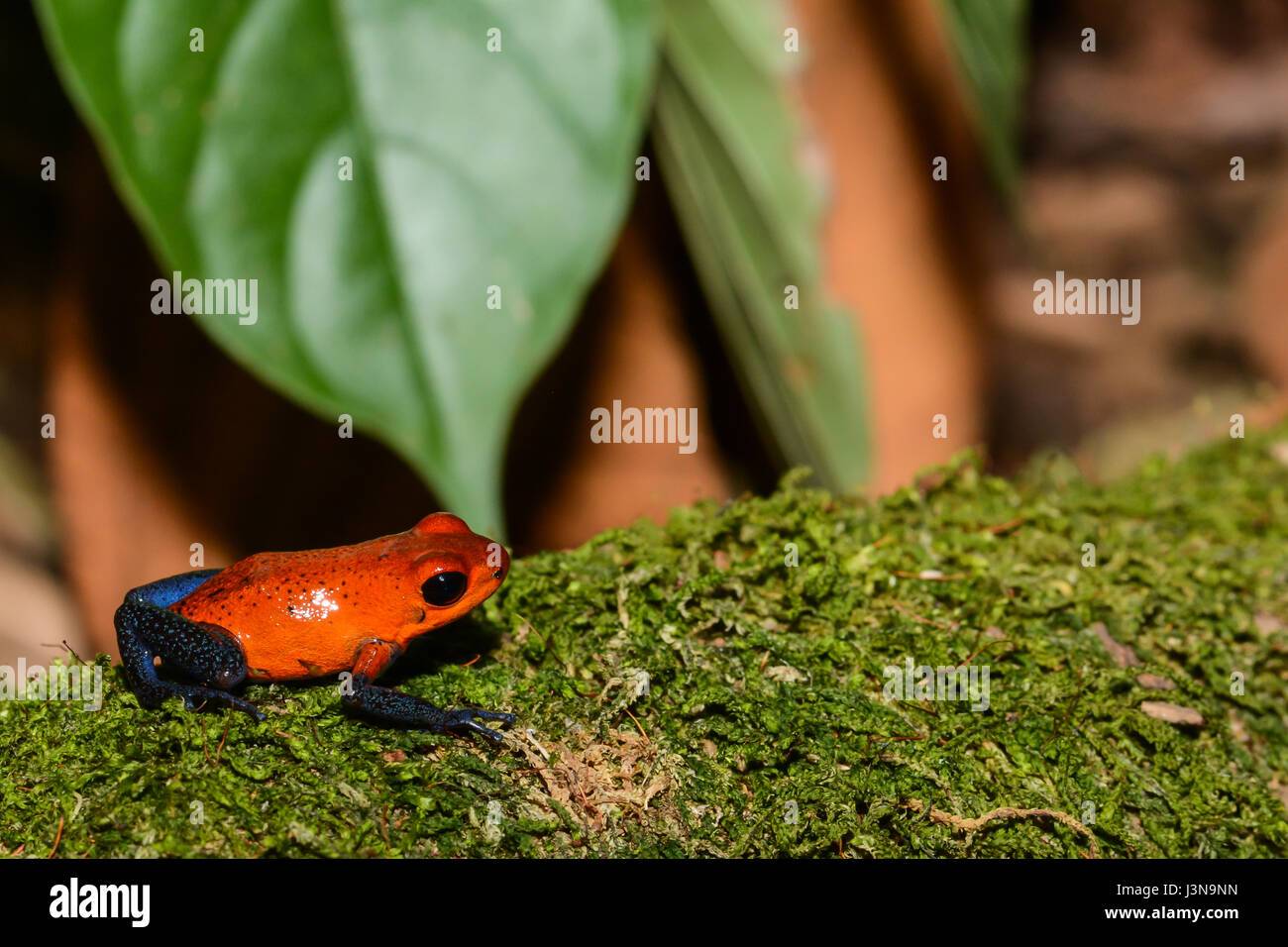 Eine Nahaufnahme von einer Strawberry Poison Dart Frog in Costa Rica Stockfoto
