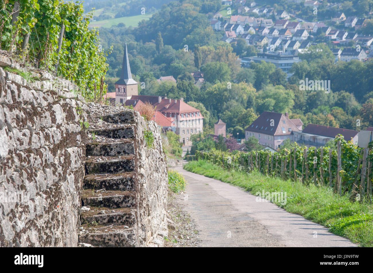 Weinberge, Ingelfingen, Region Hohenlohe, Baden-Württemberg, Heilbronn-Franken, Deutschland Stockfoto