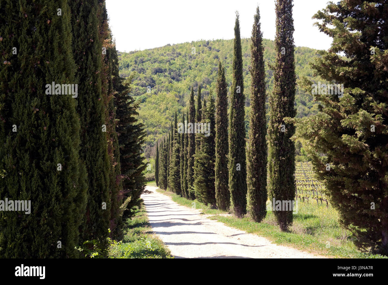 Mittelmeer Zypresse, Toskana, Italien, Europa, Cupressus Sempervirens, Stockfoto