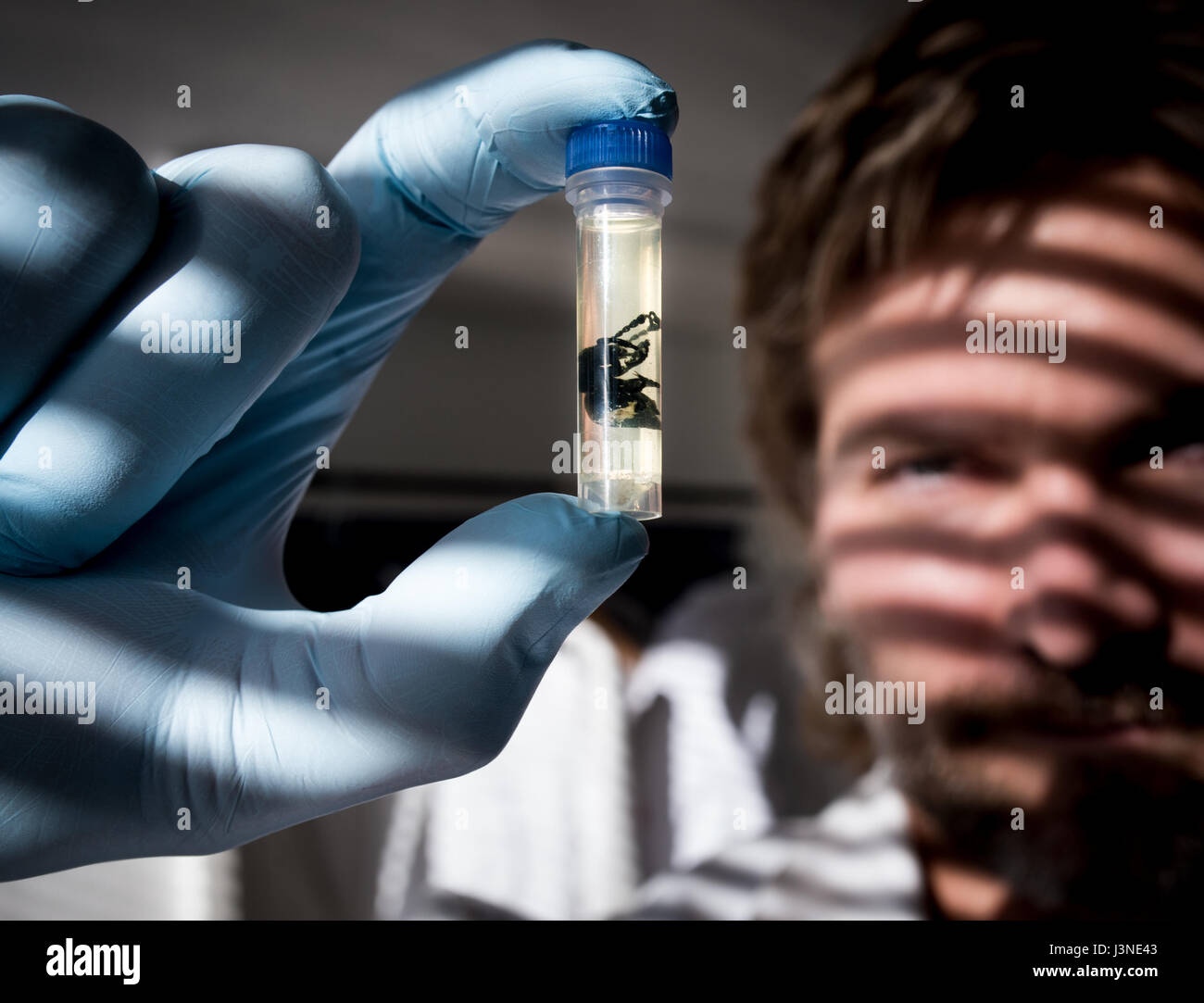 München, Deutschland. 3. Mai 2017. Biologe Rene Taenzler blickt auf ein Insekt in einem Labor in der Bayerischen Sammlung für Zoologie in München, 3. Mai 2017. DNA-Barcoding bezieht sich auf eine Methode, die einen spezifischen genetischen Marker in der DNA eines Tieres verwendet, um die Arten zu identifizieren, zu denen es gehört. Ein kleines Unternehmen ist nun diesen Service für jedermann zur Verfügung. Foto: Alexander Heinl/Dpa/Alamy Live News Stockfoto