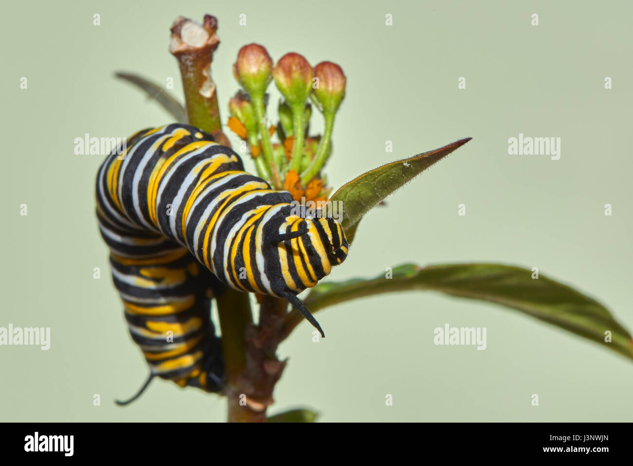 Caterpillar der Monarch butterfly, asclepia Curassavica, monarchfalter (danaus Plexippus), chrysallis, Benalmadena, Provinz Malaga, Andalusien, Stockfoto
