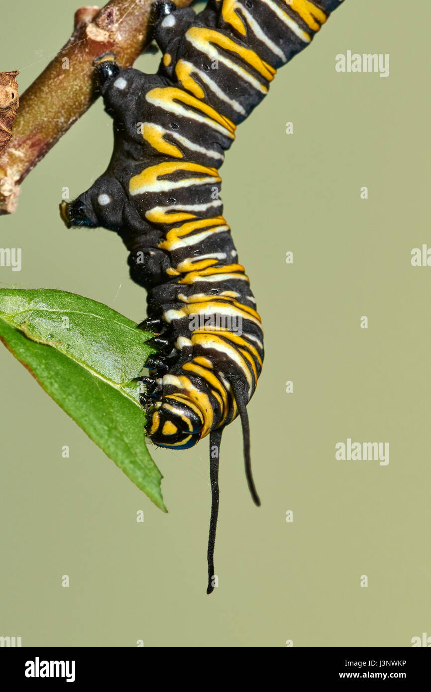 Caterpillar der Monarch butterfly, asclepia Curassavica, monarchfalter (danaus Plexippus), chrysallis, Benalmadena, Provinz Malaga, Andalusien, Stockfoto