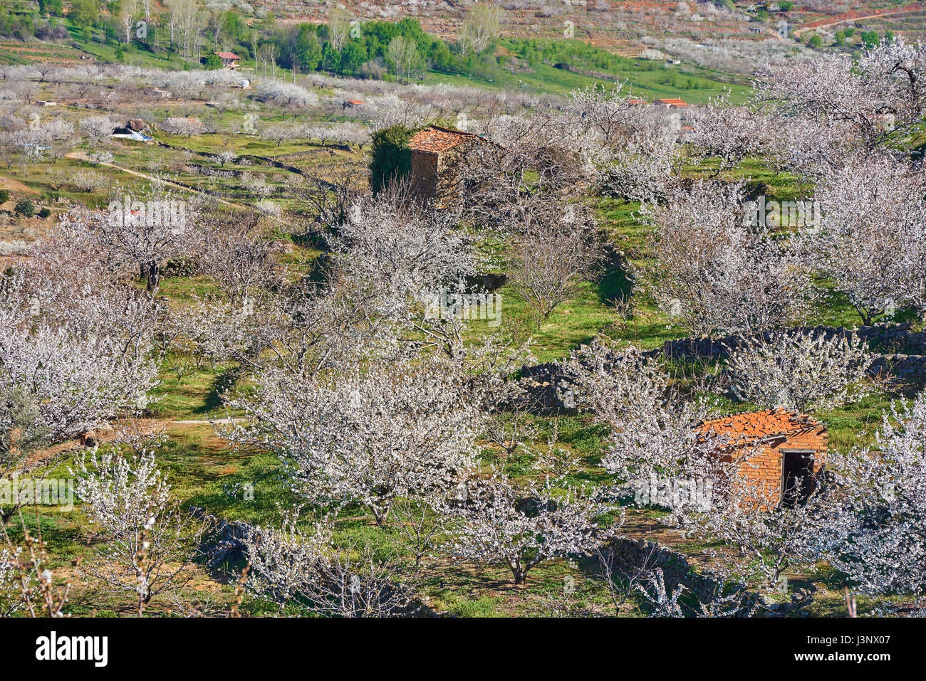 Kirschen (Prunus cerasus), die Kirschbäume in voller Blüte, jerte Tal, in der Provinz Cáceres, Extremadura, Spanien Stockfoto