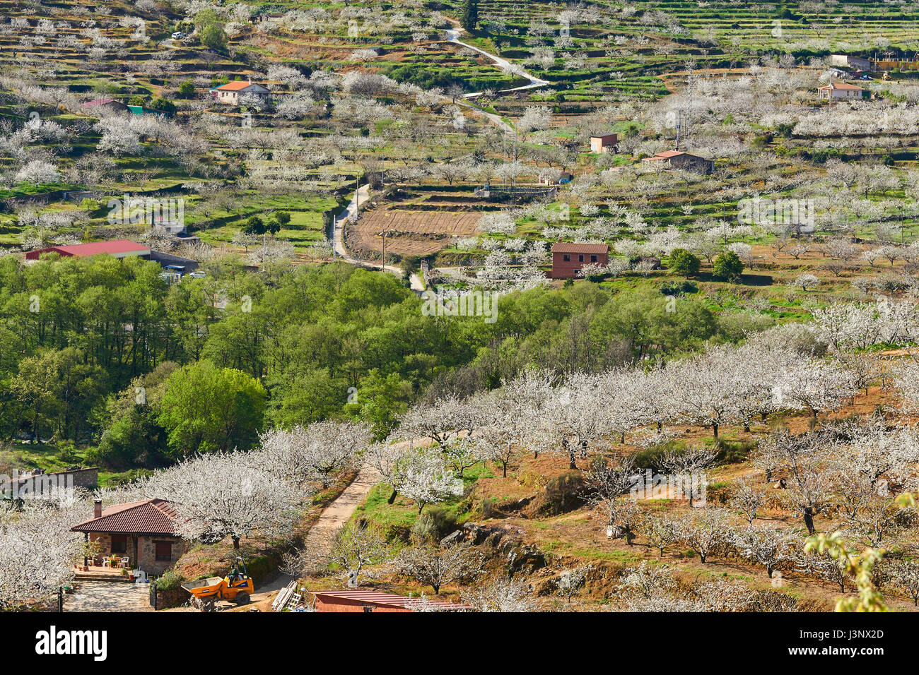 Kirschen (Prunus cerasus), die Kirschbäume in voller Blüte, jerte Tal, in der Provinz Cáceres, Extremadura, Spanien Stockfoto