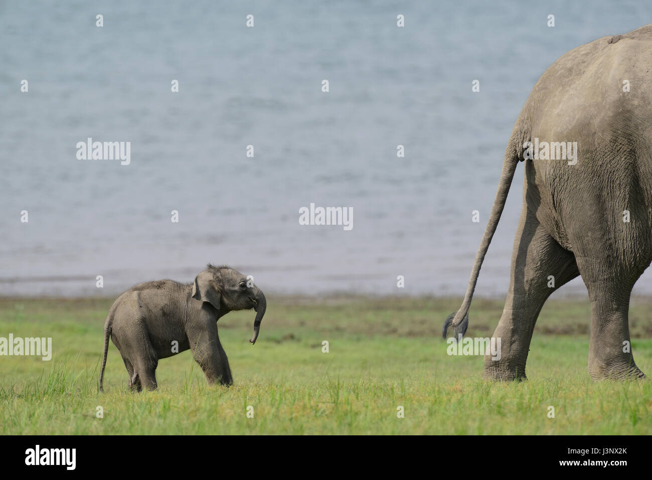 Jim Corbett Nationalpark, Indien Stockfoto