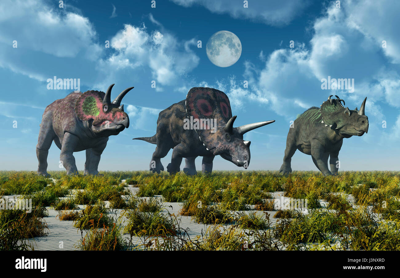 Ein Triceratops A Torosaurus & ein Centrosaurus Dinosaurier. Stockfoto