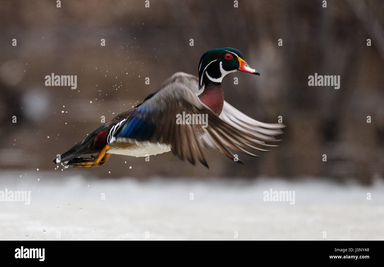 Brautente startet vom eisigen Teich im Mud Lake von Ottawa, Kanada Stockfoto