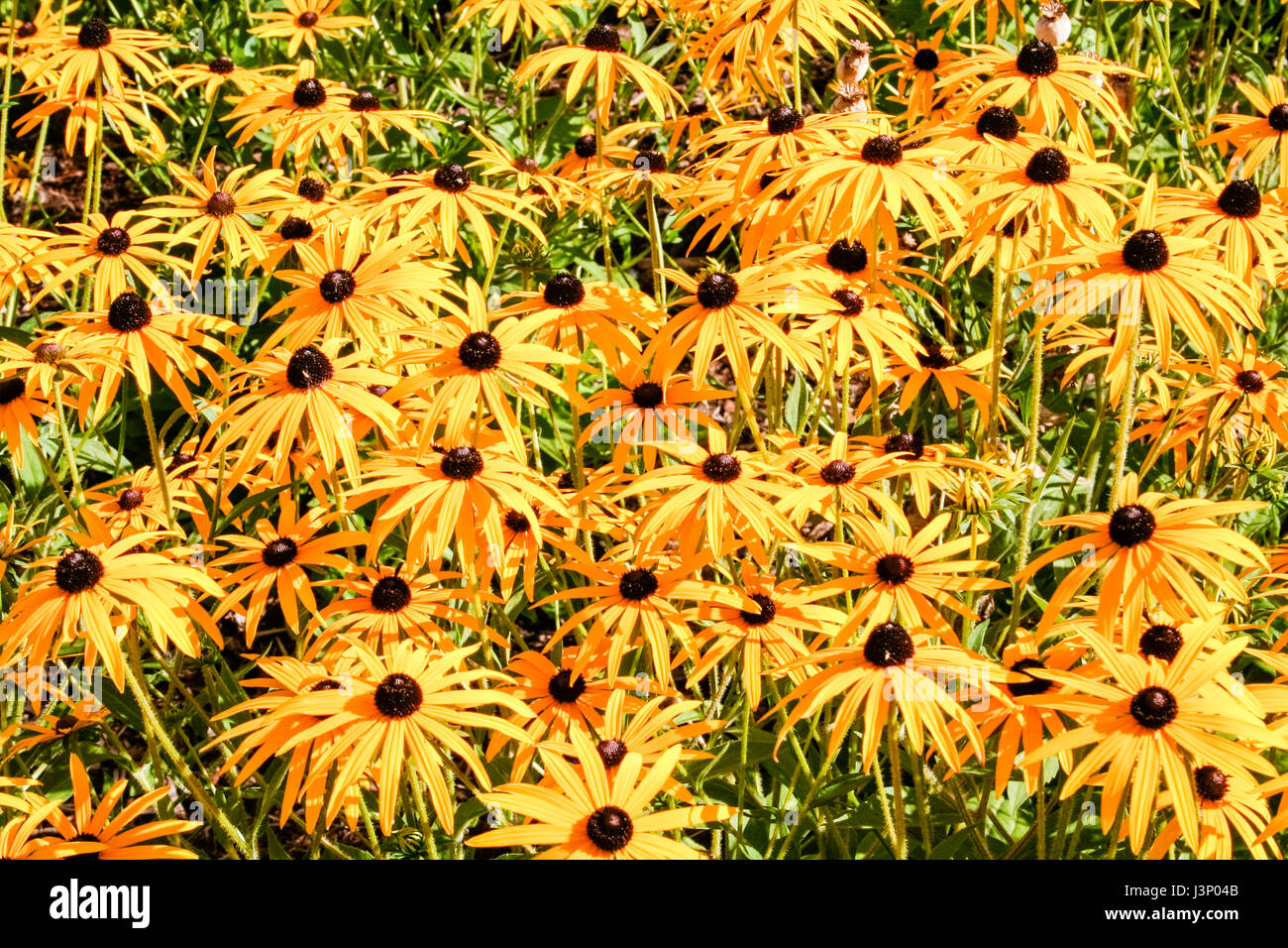 Ein Teppich aus gelben coneflowers (Rudbeckia fulgida) in voller Blüte in einem Londoner Garten Stockfoto