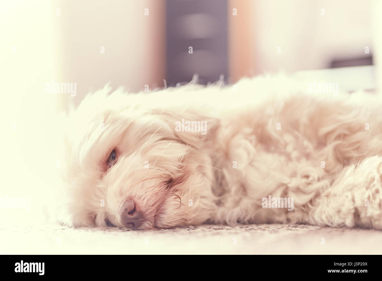 Havaneser Hund dösen auf dem Teppich auf dem Boden im Wohnzimmer in high-key Stockfoto