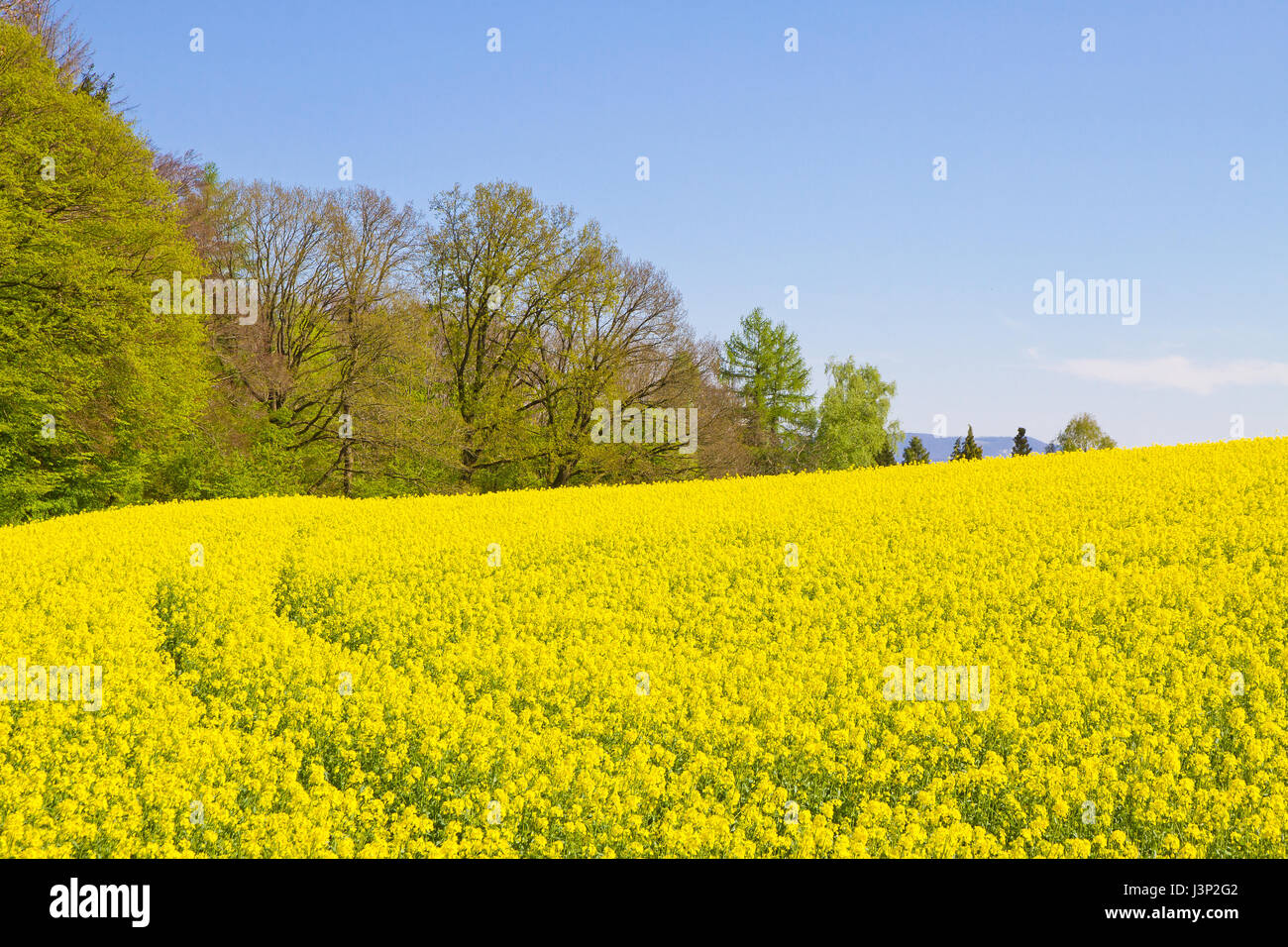 Rapsfeld im Frühling Stockfoto