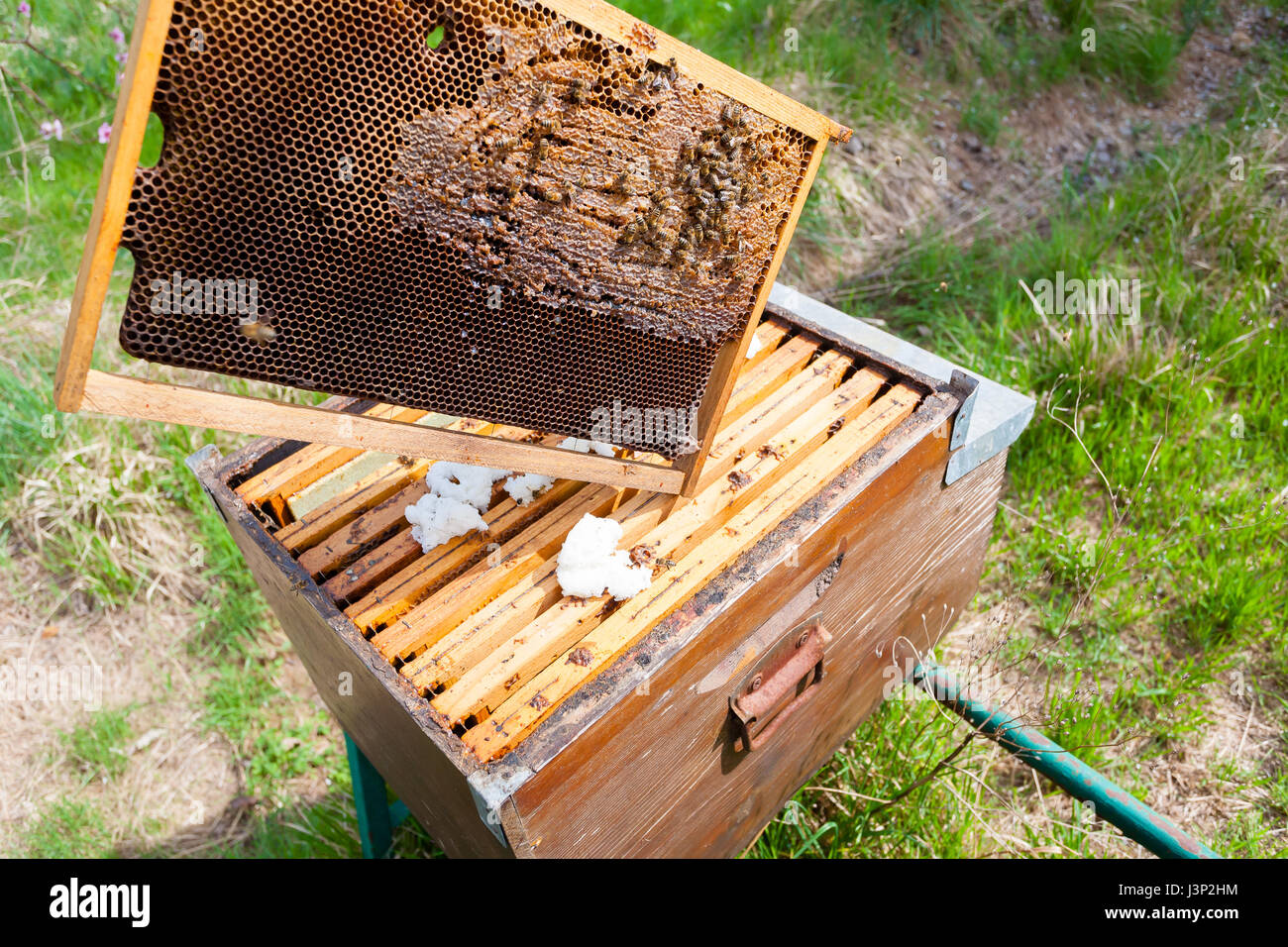 Offenen Bienenstock Detail. Imkerei, Landwirtschaft, Landleben. Stockfoto