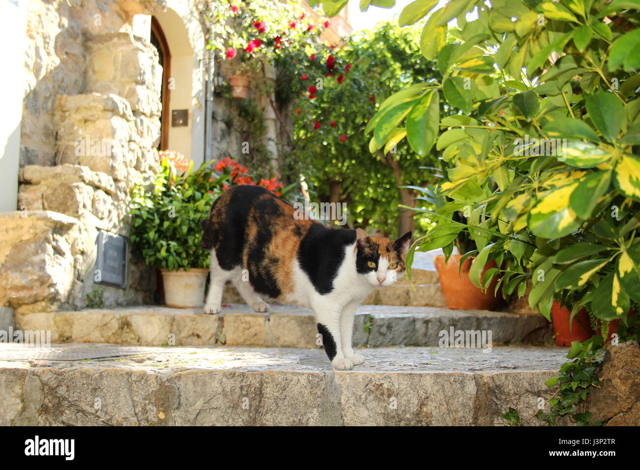 Domesting Katze, Kattun, Tricolor, stehend auf der Treppe in einem alten romantischen Dorf Stockfoto