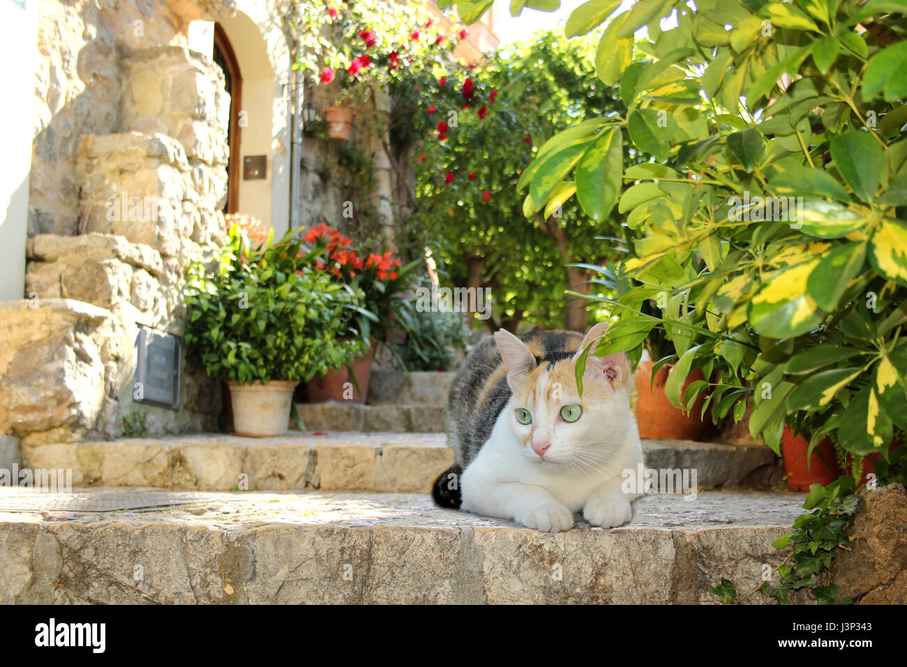 Hauskatze, Kattun, Tricolor, liegend auf steinernen Treppe in einem alten romantischen Dorf Stockfoto