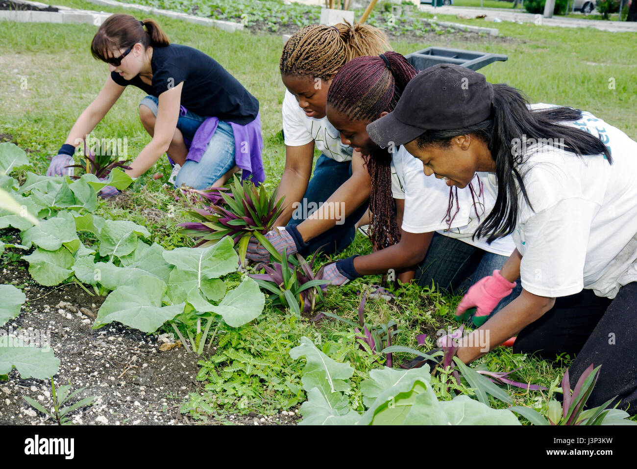 Miami Florida, Overtown, Hands-on-HandsAm Miami Day engagieren sich Freiwillige ehrenamtlich für Arbeiter, arbeiten Teamwork zusammen und helfen bei der Kreditvergabe Stockfoto