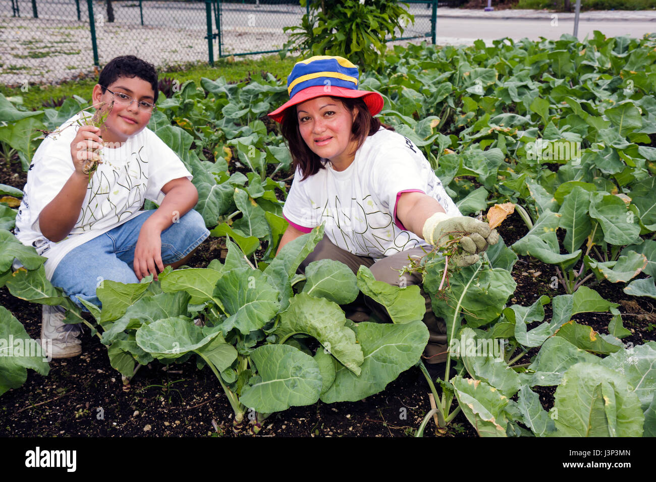 Miami Florida, Overtown, Freiwillige Freiwillige ehrenamtlich arbeiten Arbeiter, arbeiten zusammen helfen, Hand, Gemüse, Gemüse, Garten, Gartenarbeit, Stockfoto