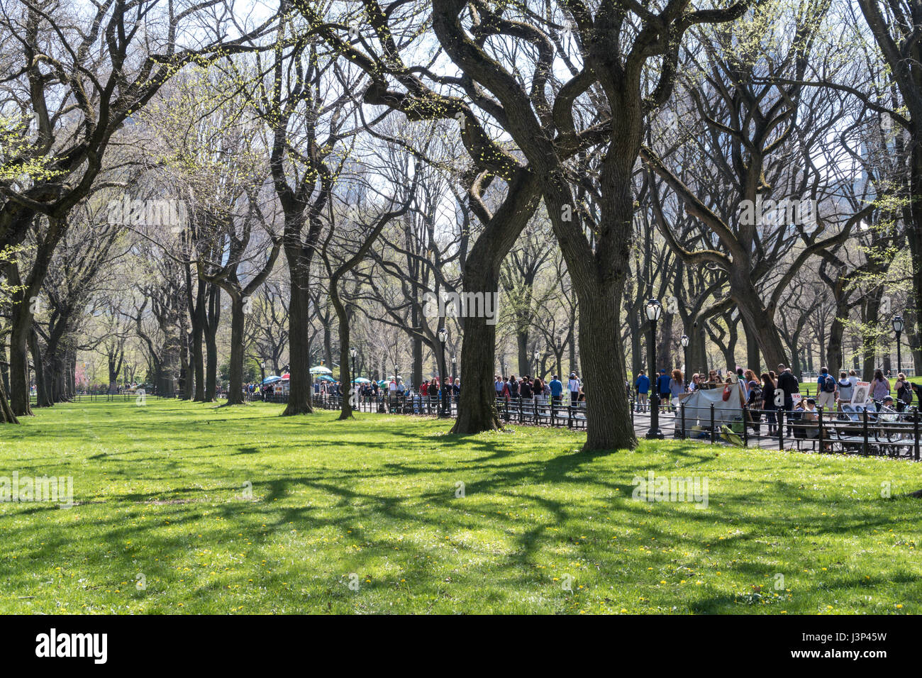 Amerikanische Ulmen entlang der Mall im Central Park, New York, USA Stockfoto