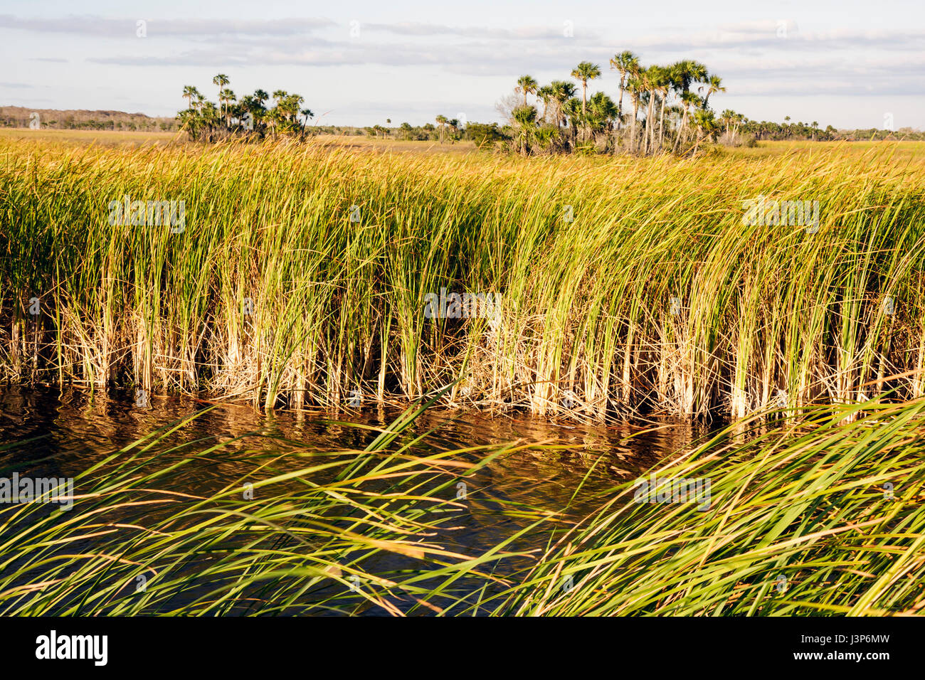 Florida die Everglades, Big Cypress National Preserve, Süßwasser-Mergel Prärie, Feuchtgebiet, Kanal, sah Gras, Sümpfe, Hängematte, Umwelt, Ökosystem, Palmen, Stockfoto