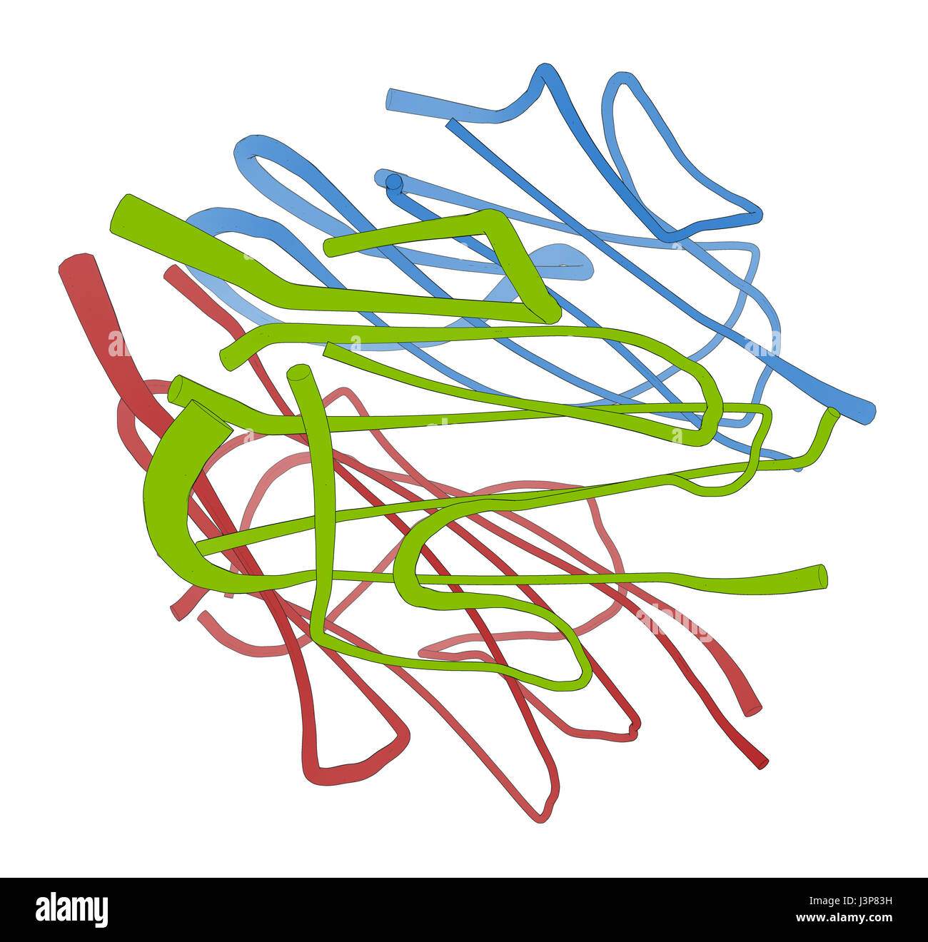 Adiponectin Protein Hormon. Rolle in der Regulation des Stoffwechsels. Protein-Cartoon-Modell, pro Kette Färbung. Stockfoto