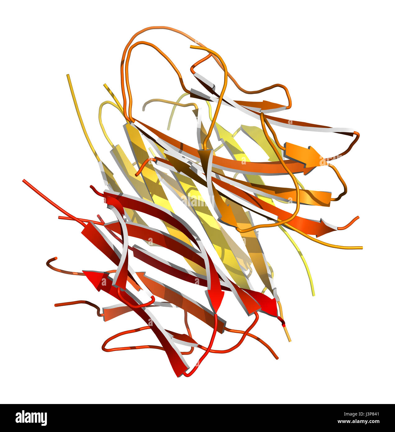 Adiponectin Protein Hormon. Rolle in der Regulation des Stoffwechsels. Cartoon-Modell. N-to-C Verlaufsfarben. Stockfoto