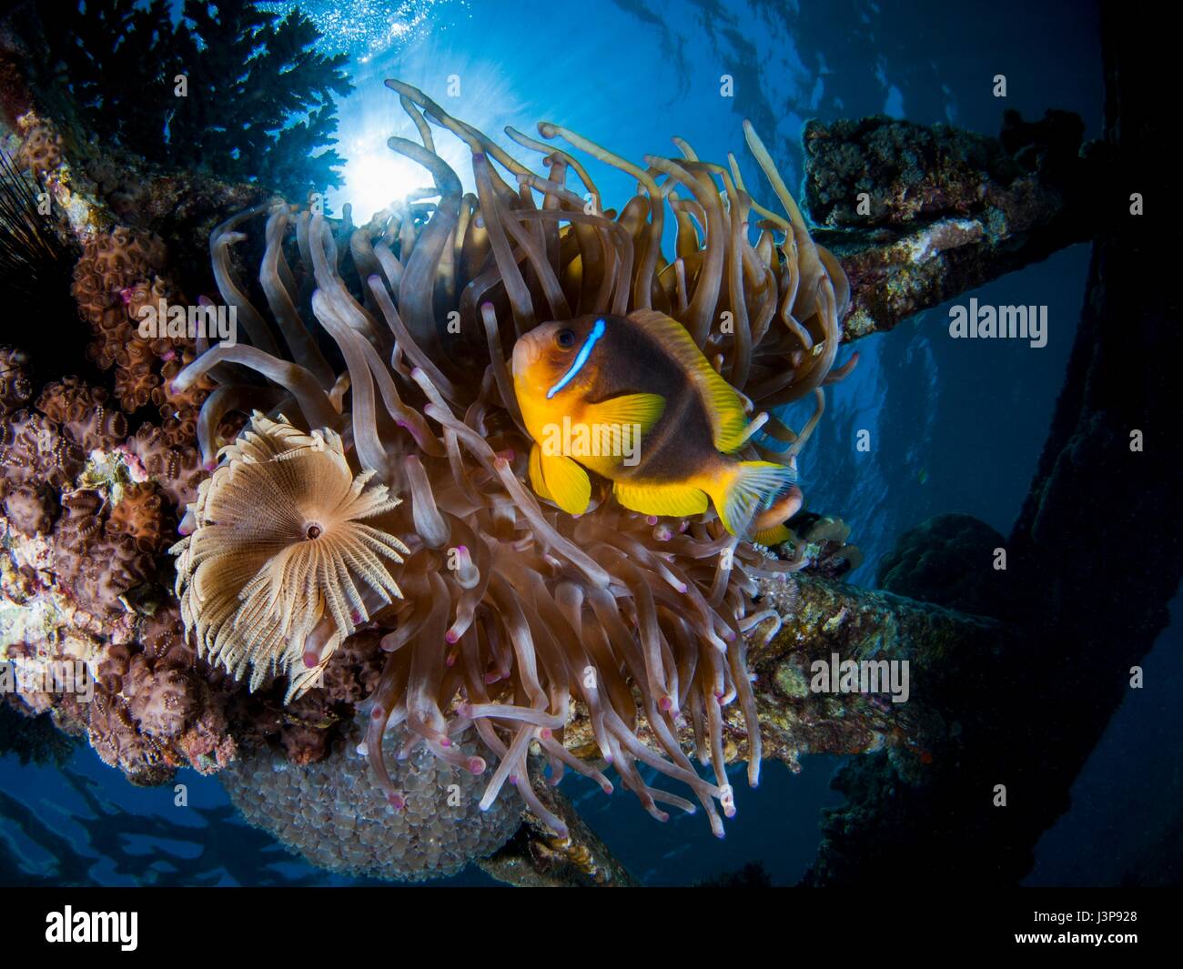 Unterwasser-Fotografie eine rote Meer oder zwei gebändert Clownfische (Amphiprion Bicinctus) in eine Seeanemone (Actiniaria). Fotografiert im Roten Meer, Israel. Stockfoto