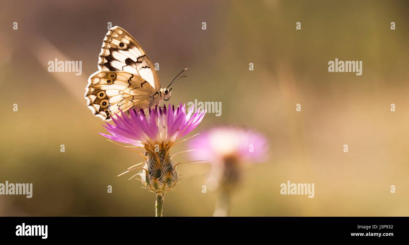 Marmor weiß (Melanargia Titea Titania) auf einer Distel Blume. Fotografiert in Israel im April. Stockfoto