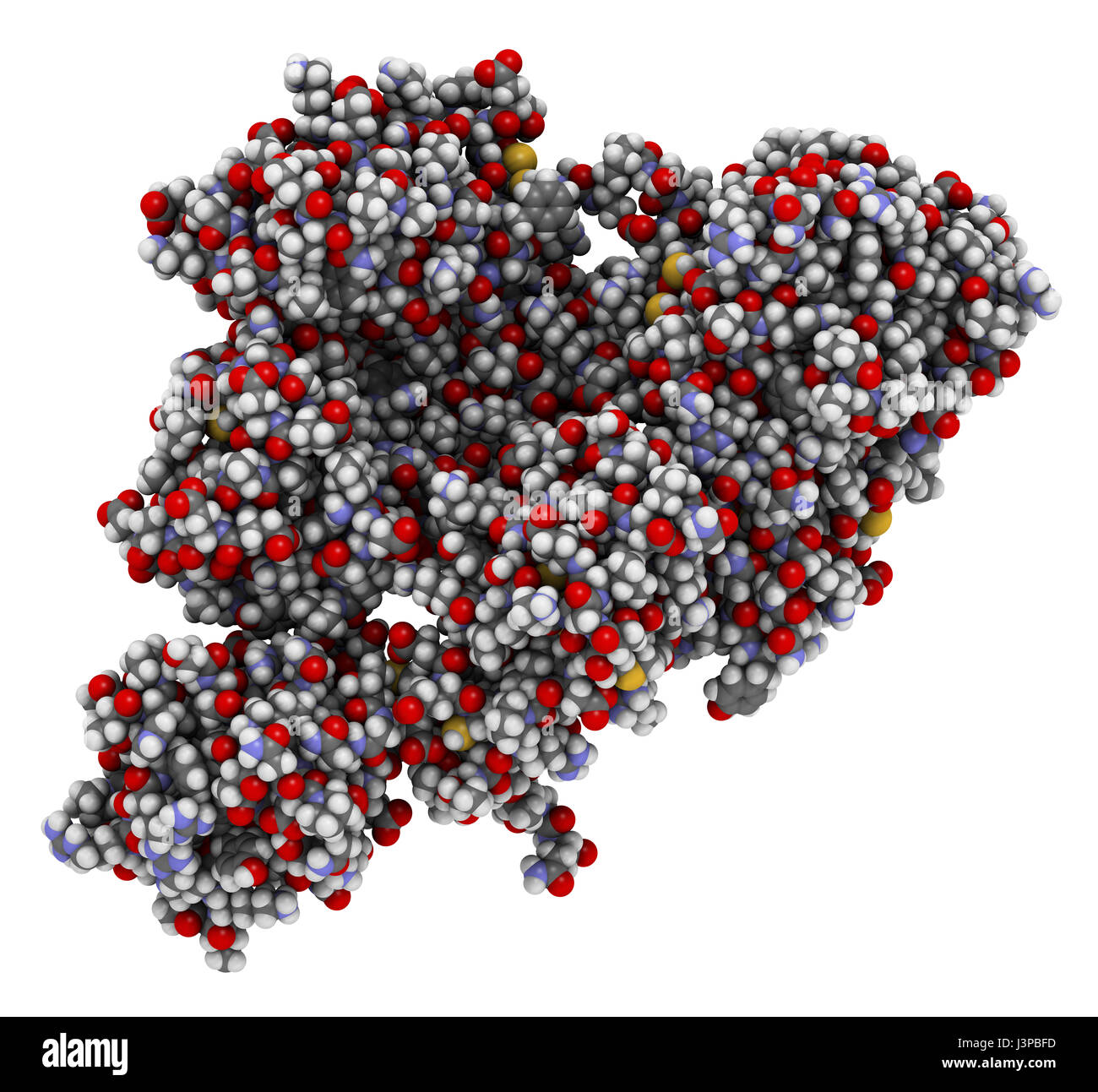 Plasminogen-Plasmin-Vorläufer-Protein. Plasmin ist ein Enzym, das für den Abbau von Fibrin (Fibrinolyse). Atome werden als Kugeln w dargestellt. Stockfoto