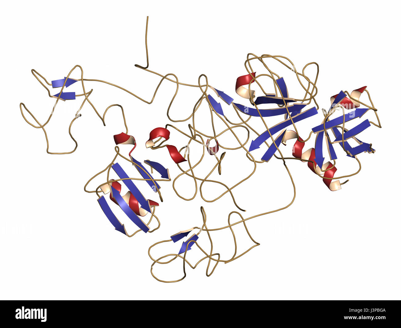 Plasminogen-Plasmin-Vorläufer-Protein. Plasmin ist ein Enzym, das für den Abbau von Fibrin (Fibrinolyse). Comic-Darstellung. Sekundäre Stockfoto