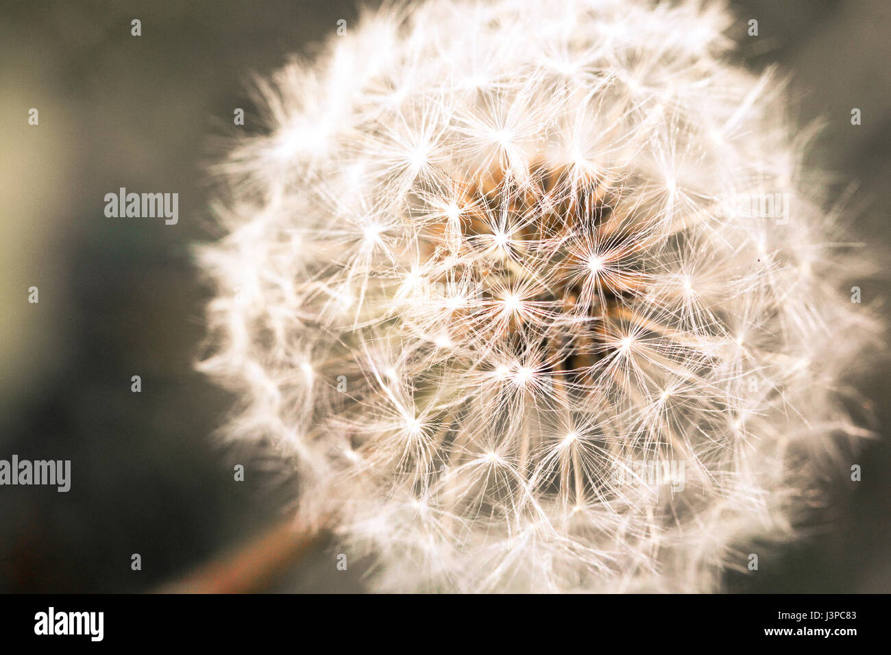 Stock Foto. Extreme Nahaufnahme von einer Fee Kopf - die kugelförmigen Samen einer Löwenzahn Blume. Stockfoto