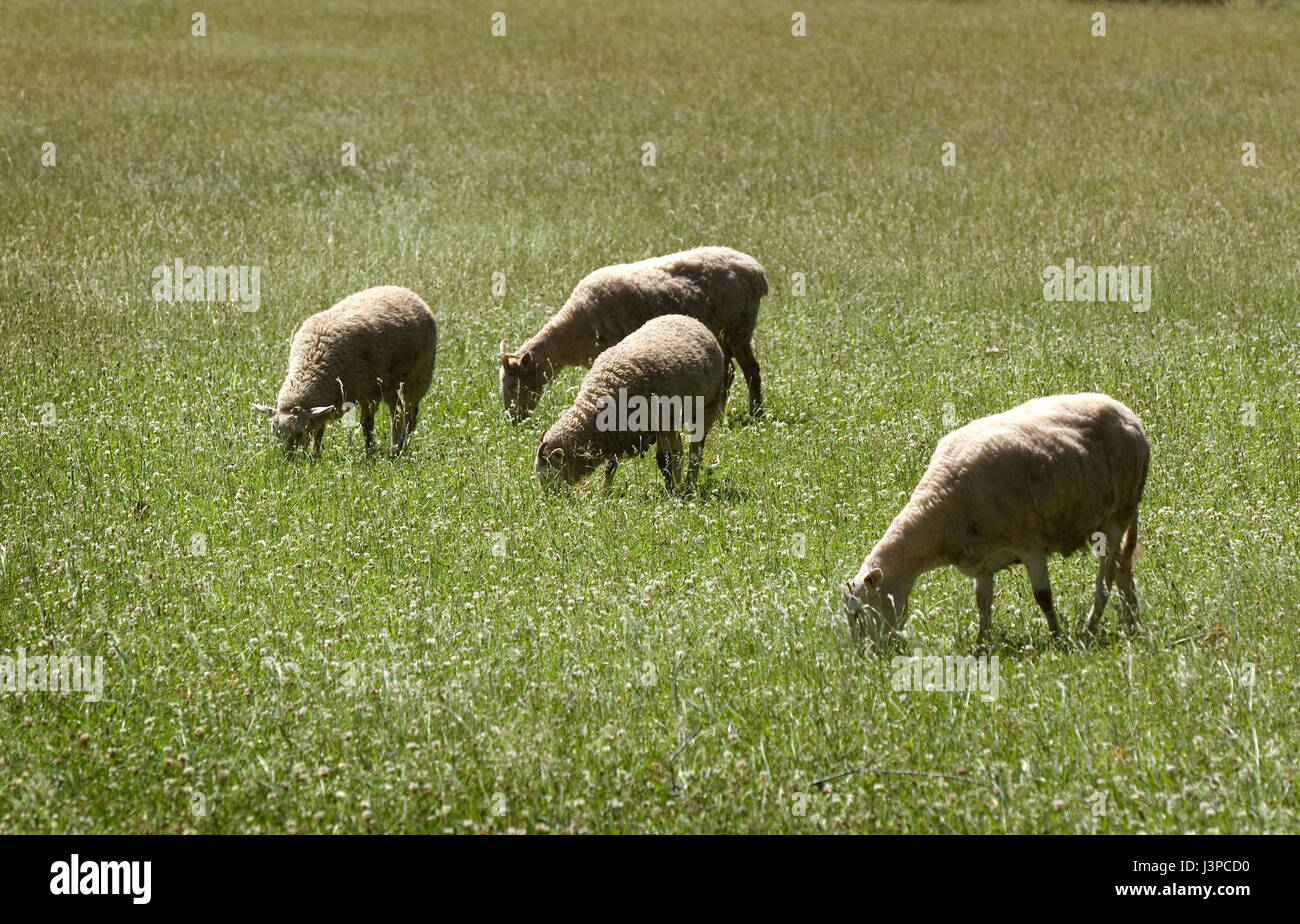 Schafe grasen auf der Coggeshell Farm - Bristol, Rhode Island, USA Stockfoto
