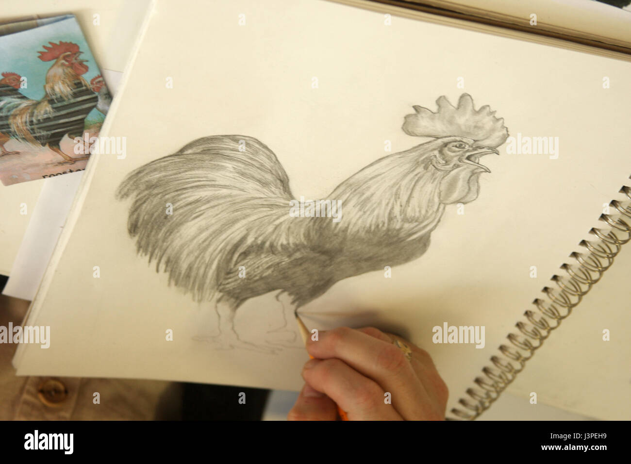 Kleines Madchen Zeichnen Einen Hahn In Bleistift Auf Weissem Papier Stockfotografie Alamy