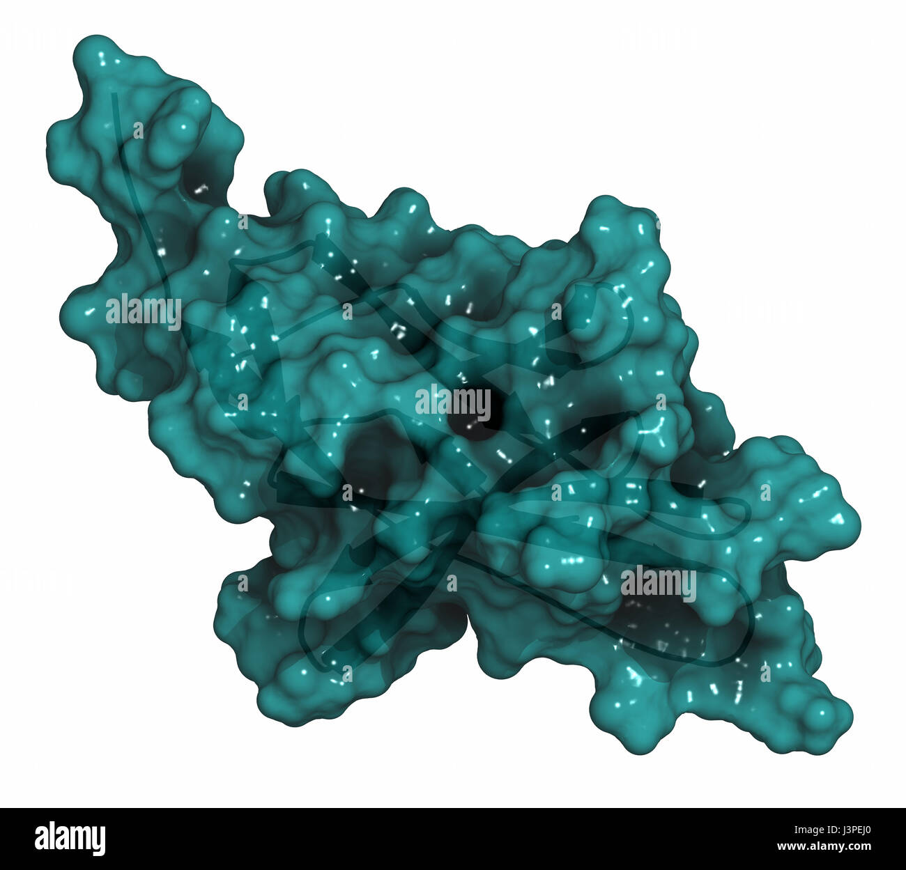 Programmierten Tod-Liganden 1 (PD-L1) Protein. Produziert durch Tumor, das Immunsystem zu unterdrücken. Der PD-L1 und PD-1 Interaktion-Blocker sind eine wichtige Stockfoto