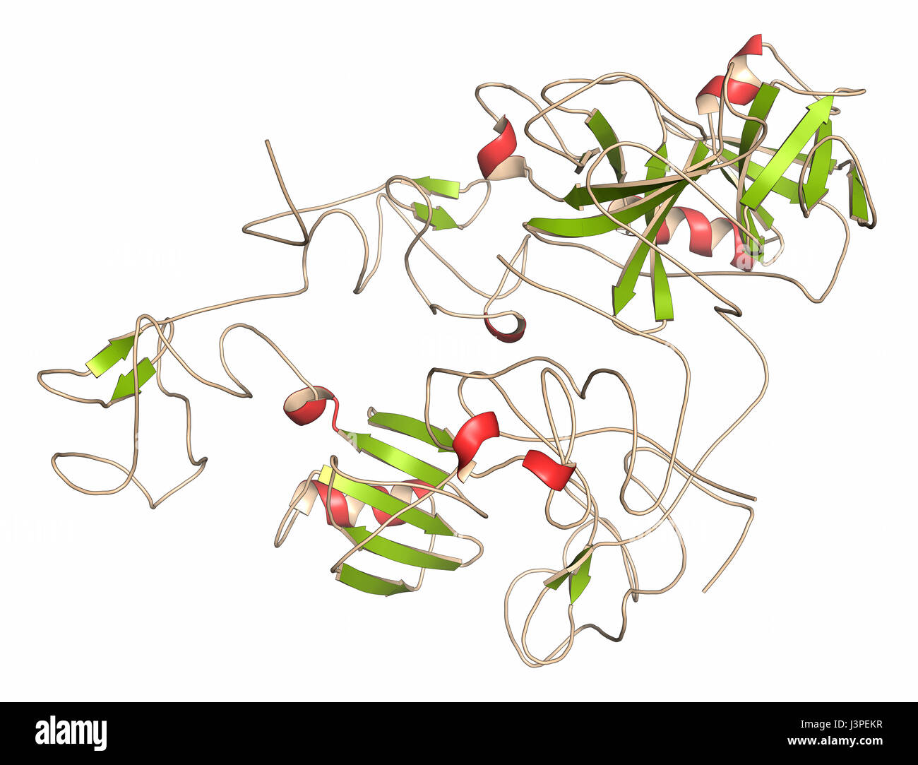 Plasminogen-Plasmin-Vorläufer-Protein. Plasmin ist ein Enzym, das für den Abbau von Fibrin (Fibrinolyse). Comic-Darstellung. Sekundäre Stockfoto