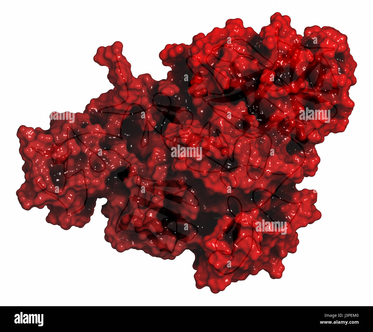 Plasminogen-Plasmin-Vorläufer-Protein. Plasmin ist ein Enzym, das für den Abbau von Fibrin (Fibrinolyse). Cartoon Darstellung kombiniert wi Stockfoto