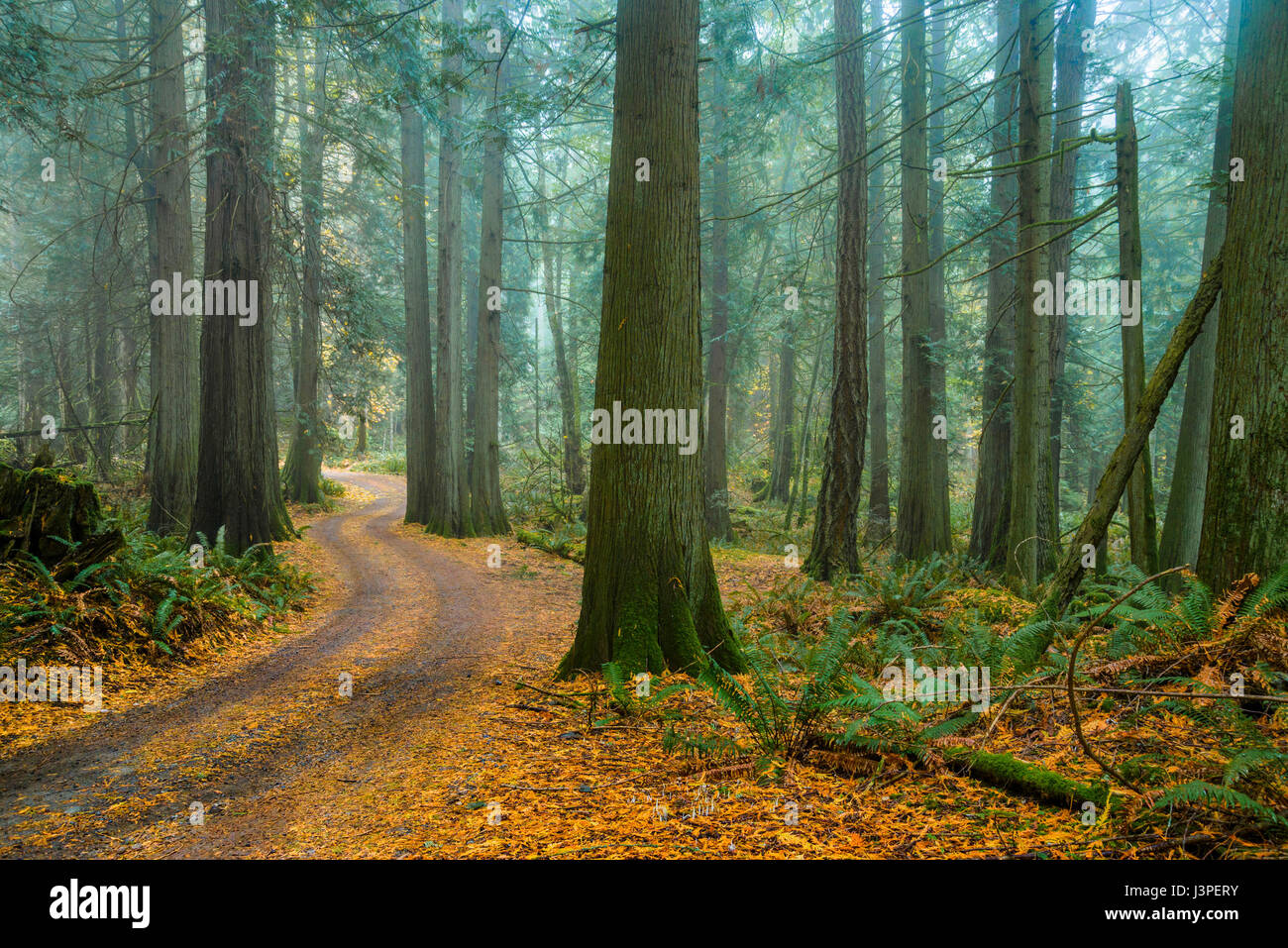 Straße durch Bluffs Park, Galiano Island. British Columbia, Kanada Stockfoto