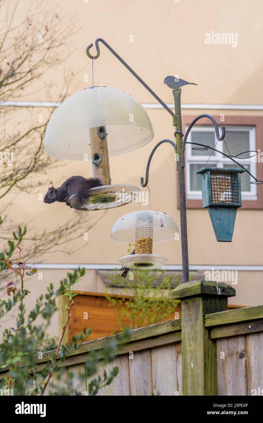 Eichhörnchen Sie auf Eichhörnchen Beweis Futterhäuschen. Stockfoto